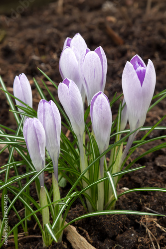 Beautiful crocus flowers during spring