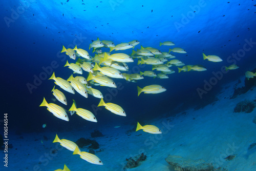 School of Snapper fish on underwater coral reef