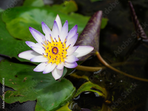 orchild flower at Taiwan