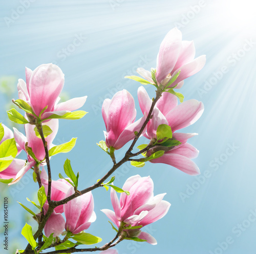 Magnolia flowers