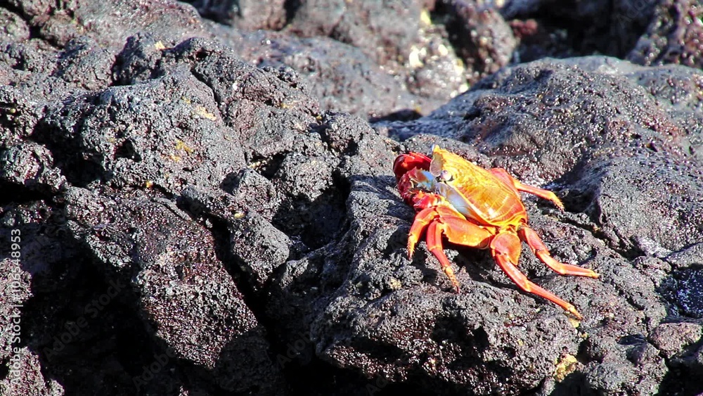 Sally lightfoot crab (Grapsus grapsus) feeding on Chinese Hat island, Galapagos National Park, Ecuador Sally lightfoot crab (Grapsus grapsus) feeding on Chinese Hat island, Galapagos National Park, Ecuador