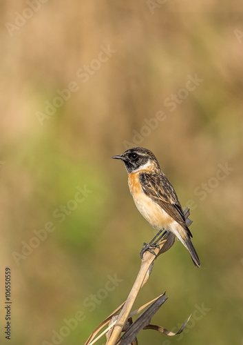 Syberian stonechat male