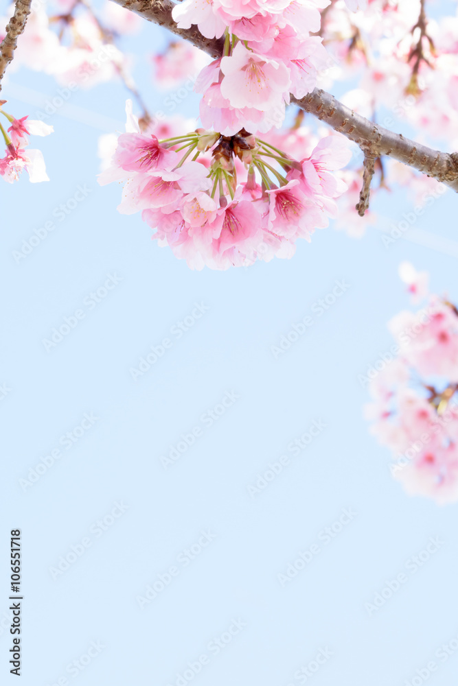Cherry blossoms Cherry blossoms