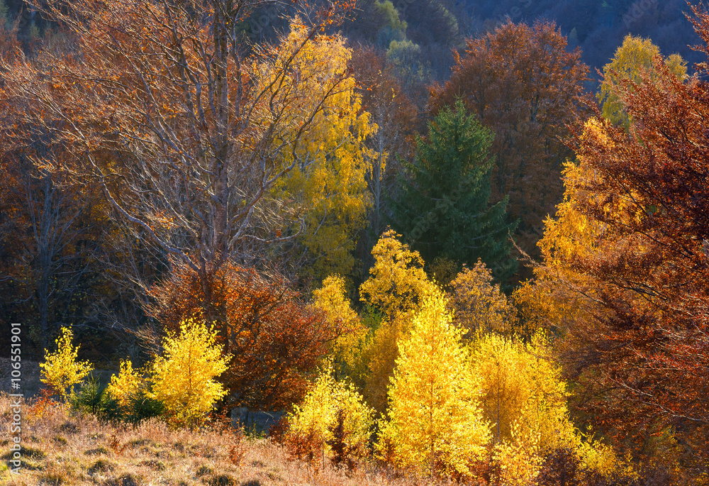 Golden autumn in mountain.