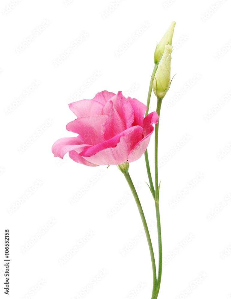 eustoma