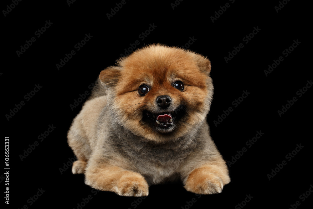 Cute Red Pomeranian Spitz Puppy Lies, Smiling isolated on Black Cute Red Pomeranian Spitz Puppy Lies, Smiling isolated on Black