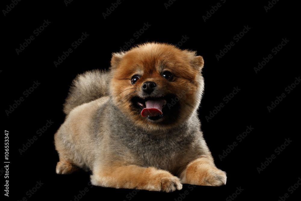 Cute Red Pomeranian Spitz Puppy Lies, Smiling isolated on Black Cute Red Pomeranian Spitz Puppy Lies, Smiling isolated on Black
