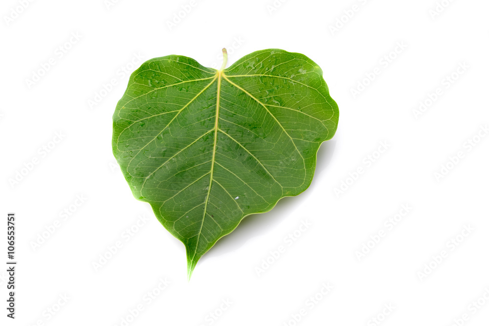 Fototapeta premium Green leaf on white