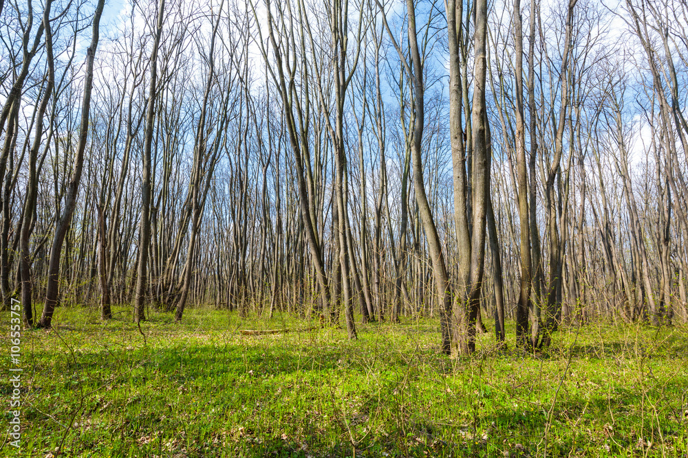 Obraz premium Hornbeam forest