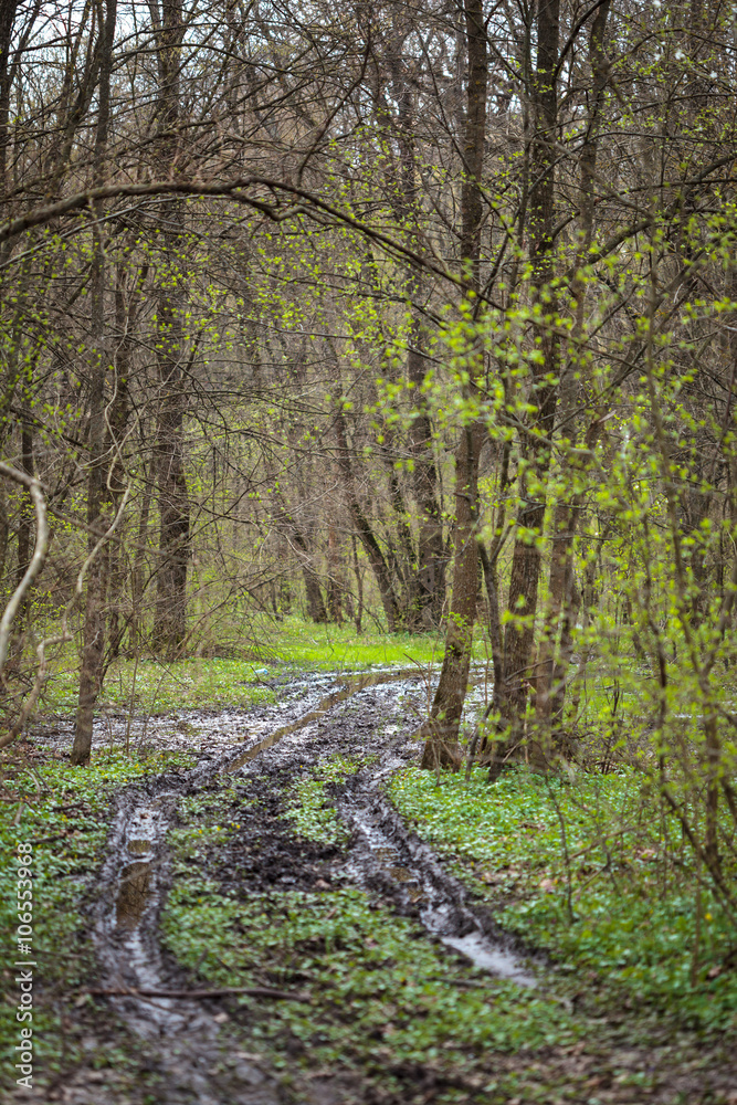 Fototapeta premium Hiking trail in the forest