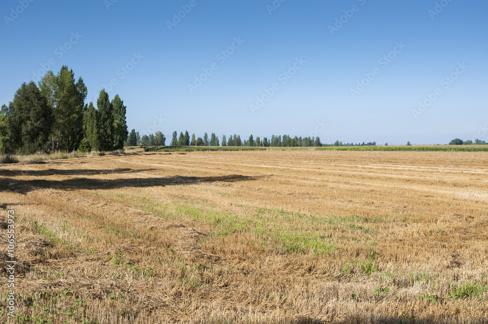 Stubble fields and poplar groves in an irrigated agricultural landscape in the plain of the River Esla, in Leon Province, Spain