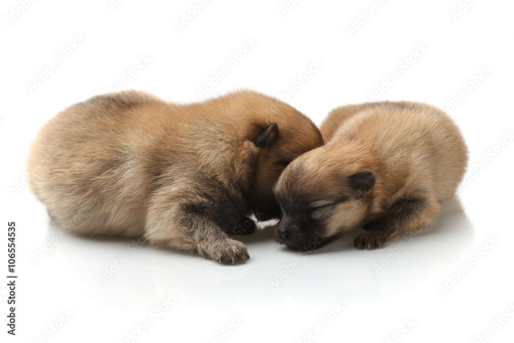 Fototapeta premium Two Pomeranian Spitz puppy on a white background
