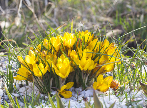 yellow crocus