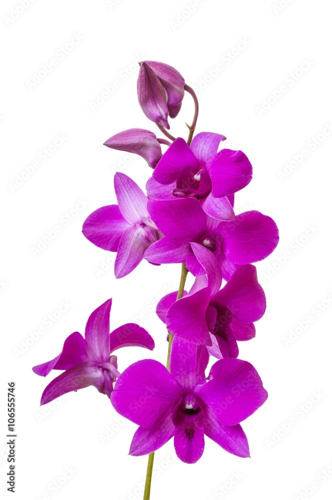 Branch with blooms of purple orchid. Isolated on white background. Branch with blooms of purple orchid. Isolated on white background.