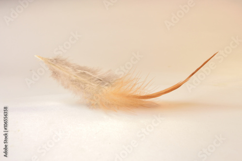 Feather photo