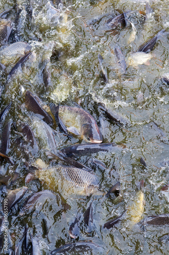 Foto Fishing
