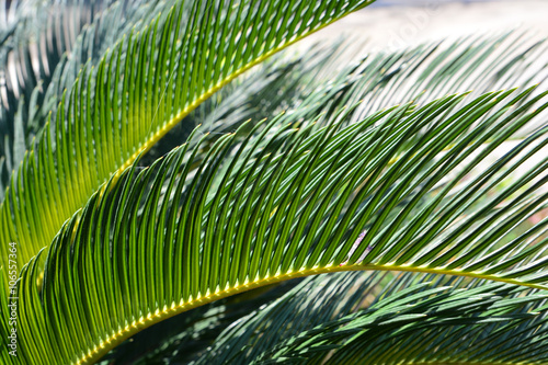 Palm leaf texture  Nature background