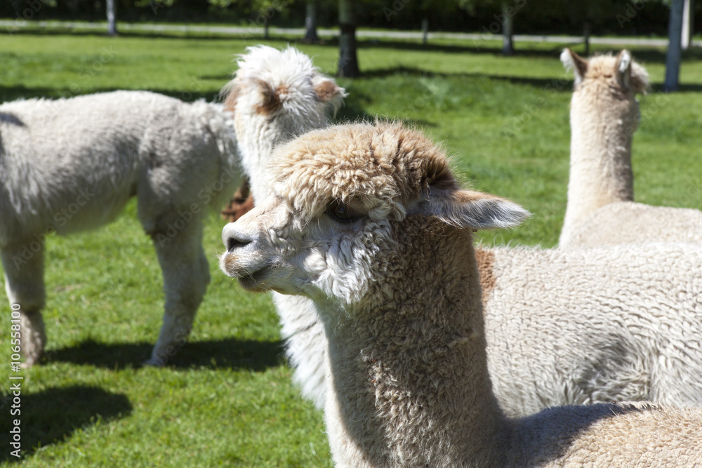 alpaca alpaca