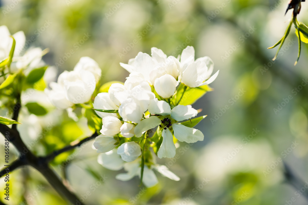 A blooming branch of apple tree in spring