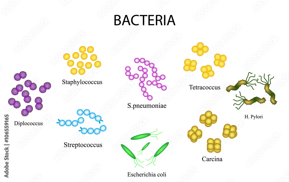 Set of bacteria.  Staphylococcus, Streptococcus, Streptococcus pneumoniae, Escherichia, coli, Helicobacter pylori, sartsiny, Diplococci, Tetrakokki. Vector illustration