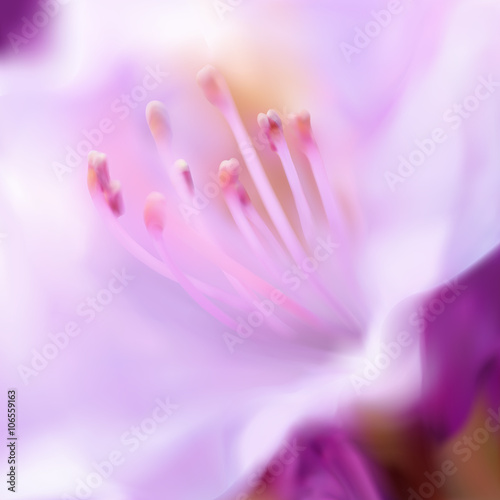 purple lily with stamens. macro. vector illustration