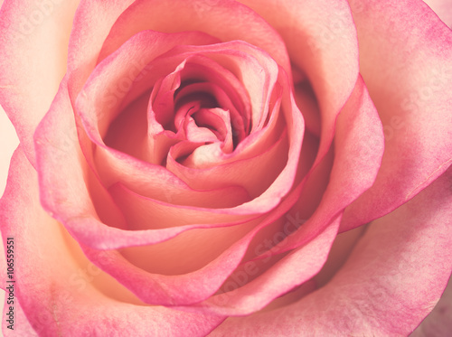 fresh pale pink rose