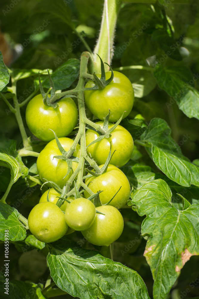 Green tomatoes ripening in a glasshouse from close