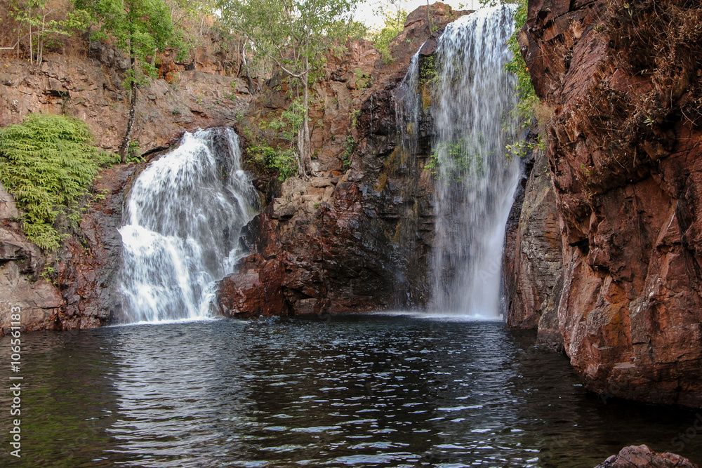 Fototapeta premium Florence spada i zanurza się w basenie w Litchfield National Park Batchelor, Terytorium Północne, Australia