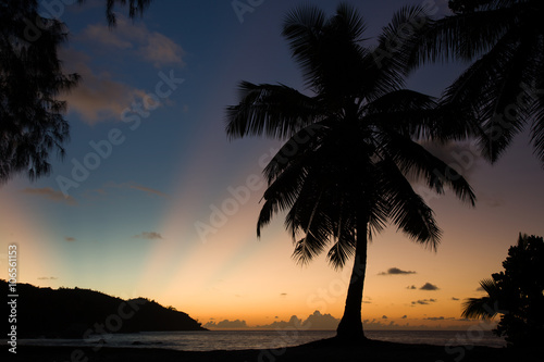 Tropical beach sunset, palm tree, horizon and sunbeams