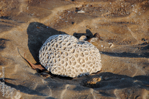 brain coral (platygyra lamellina) on Casuarina beach
Darwin, Nothern Territory, Australia photo