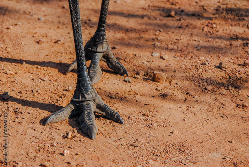 Emu (Dromaius novaehollandiae) feet with claws
Mareeba, North Queensland, Australia