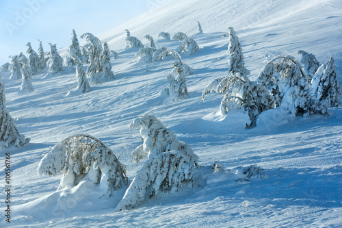 Icy snowy fir trees on winter hill.
