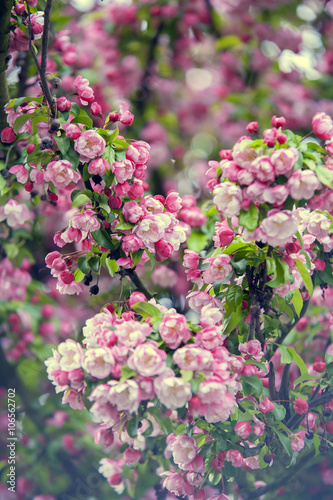 Cherry tree Sakura blooming in Spring