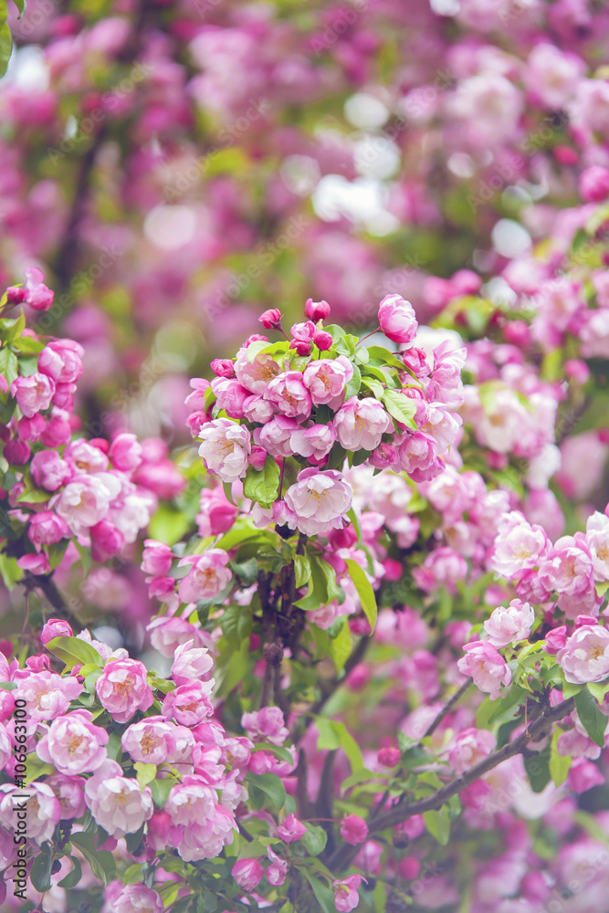 Cherry tree Sakura blooming in Spring