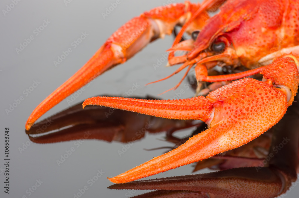 crayfish on a dark background crayfish on a dark background