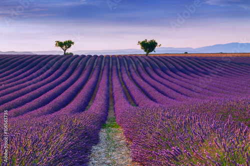 Beautiful colors purple lavender fields near Valensole, Provence