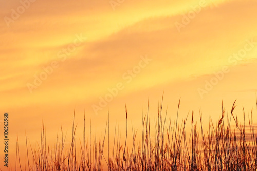 Orange Sky and reeds at sunset