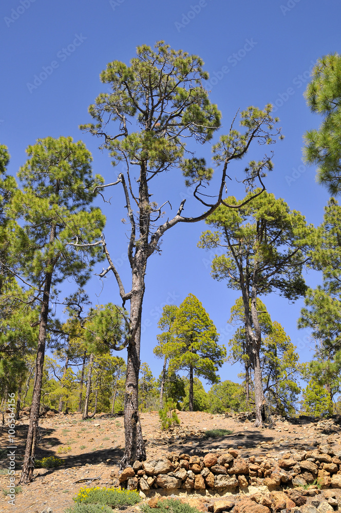Fototapeta premium Pine forest (Pinus canariensis) at Tenerife in the Spanish Canary Islands