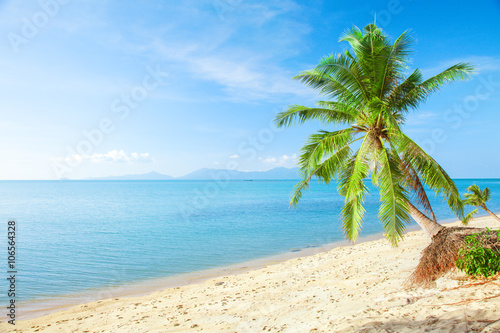 tropical beach with coconut palm and sea © Alexander Ozerov