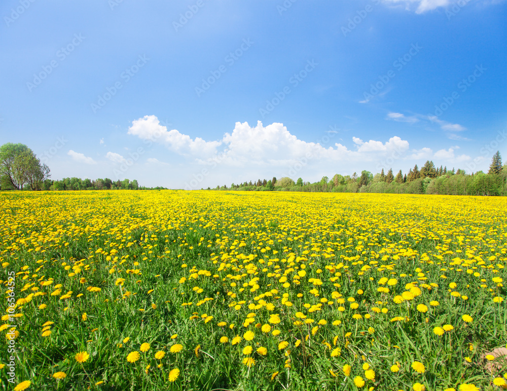 Yellow flowers field under blue sky Yellow flowers field under blue sky