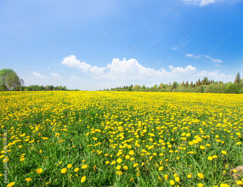 Yellow flowers  field under blue sky