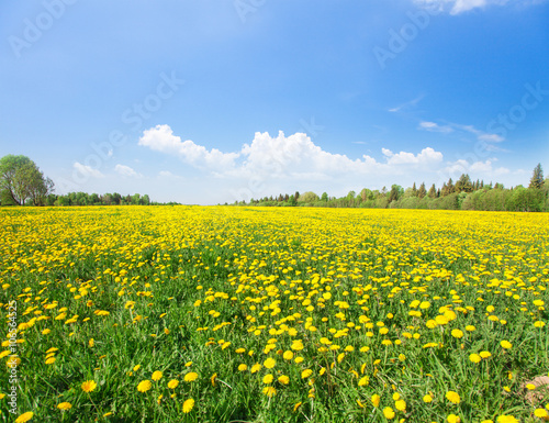 Yellow flowers field under blue sky