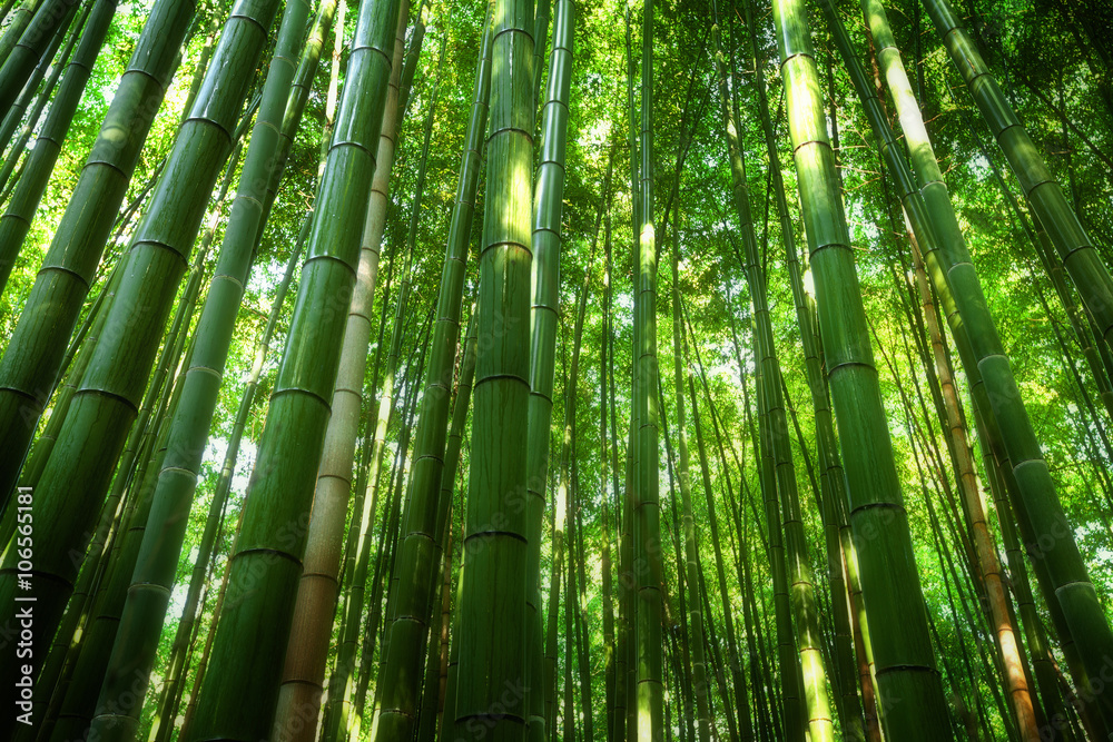 Bamboo grove, bamboo forest at Arashiyama, Kyoto, Japan Bamboo grove, bamboo forest at Arashiyama, Kyoto, Japan