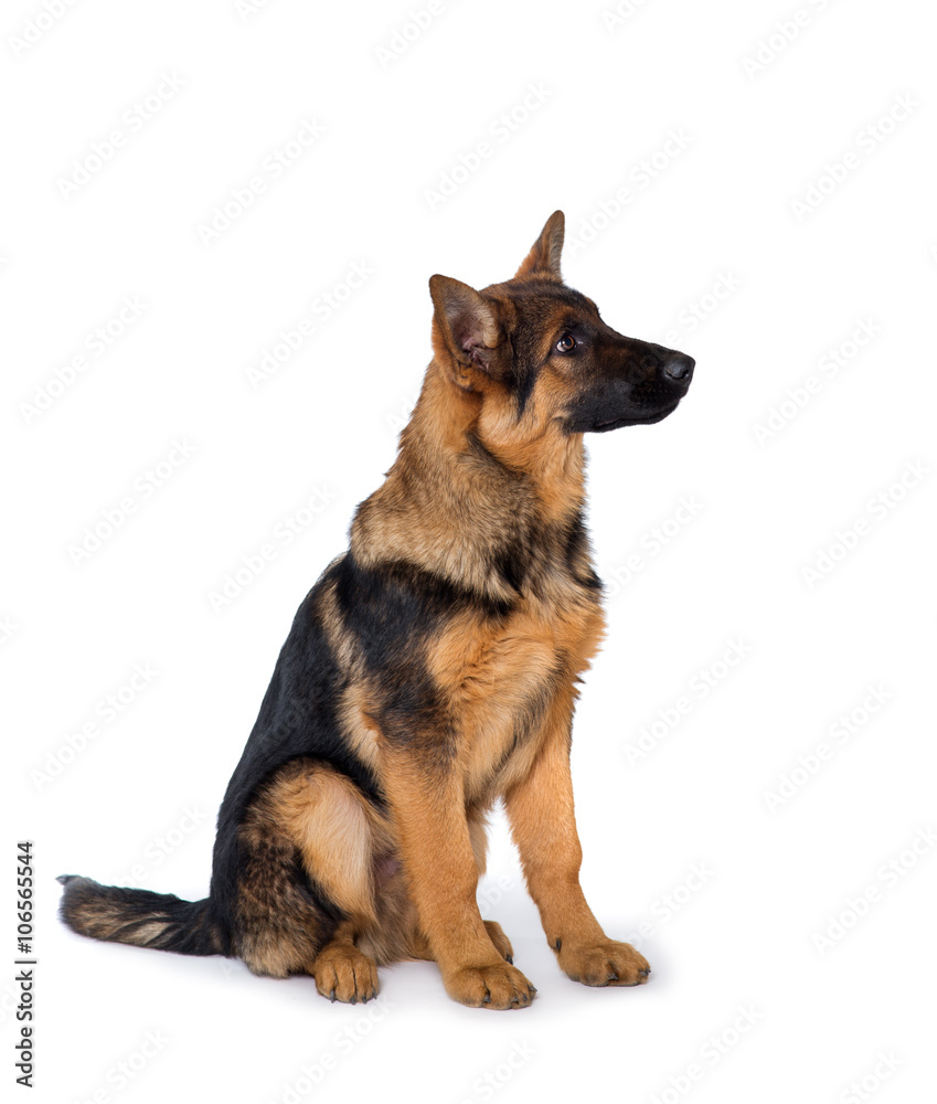 Young Shepherd puppy Young Shepherd puppy