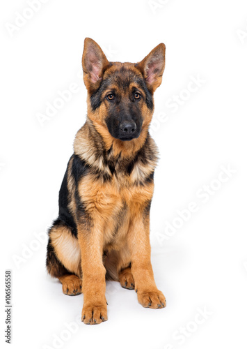 Young Shepherd puppy