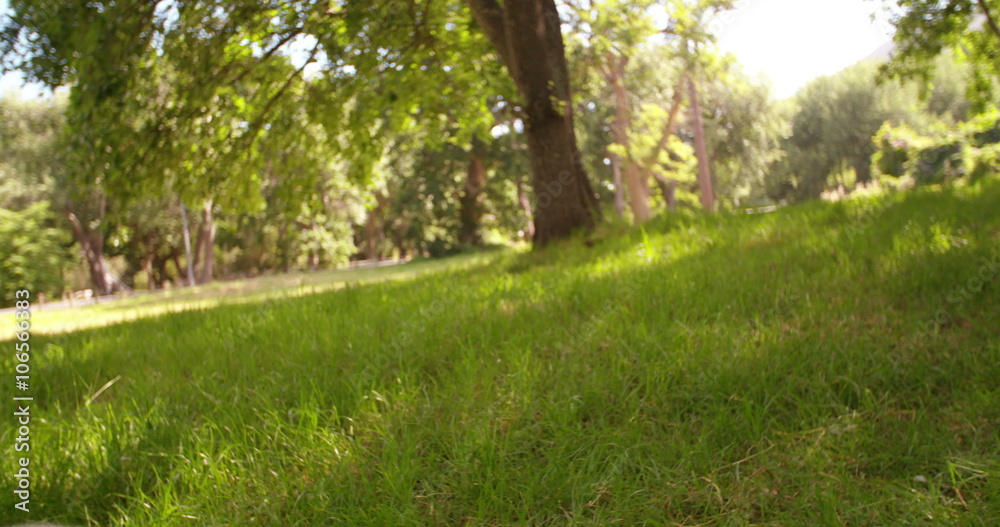 Cute labrador retriever dog walking in park Cute labrador retriever dog walking in park