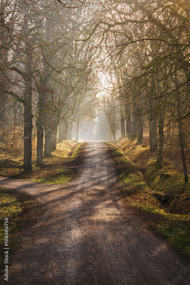 Obraz premium Waldweg im Nebel | Forest road in fog