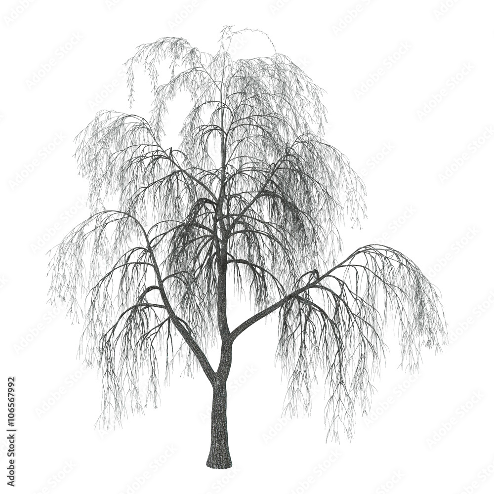 Fototapeta premium 3D Illustration Willow on White
