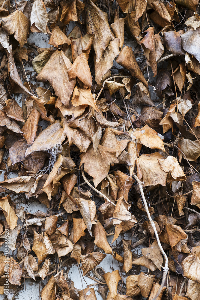 dead and decaying ivy leaves on an exterior wall dead and decaying ivy leaves on an exterior wall