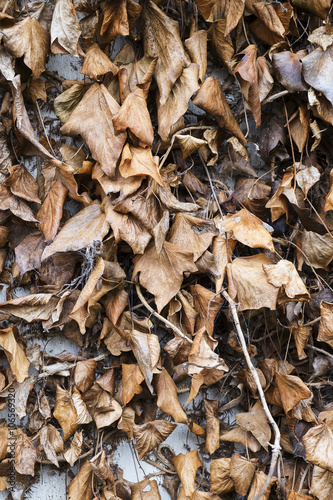 dead and decaying ivy leaves on an exterior wall